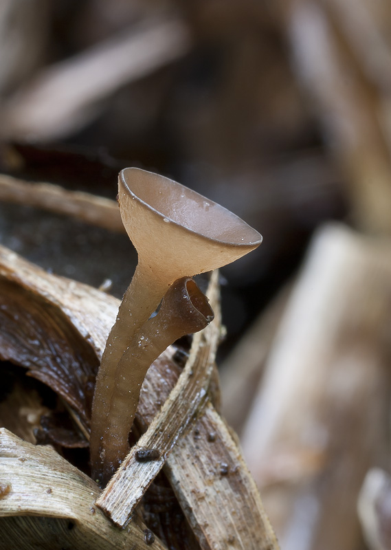 Myriosclerotinia scirpicola